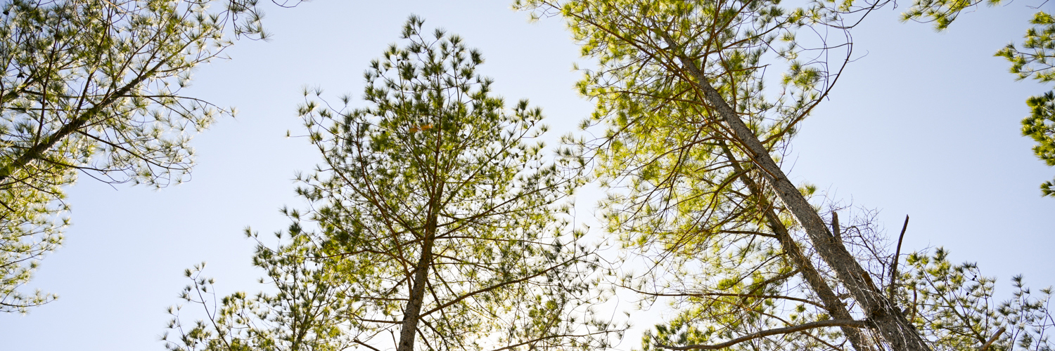 Clemson_Certification_2_cropped