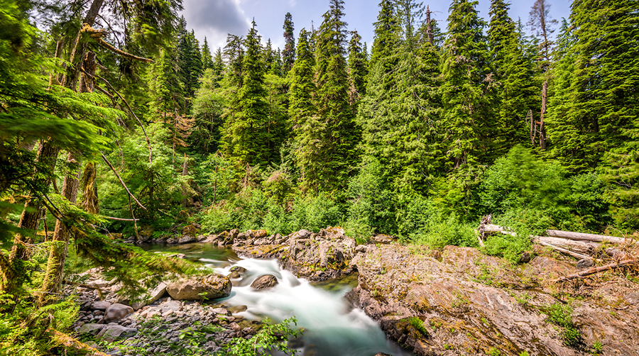 SFI on Forest Deforestation/Degradation