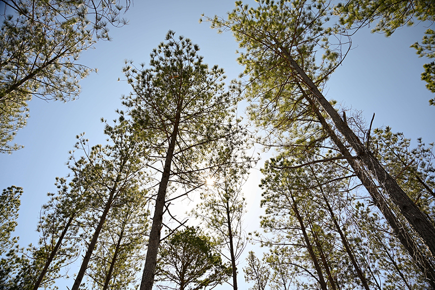 PLTAC forest_2025_web