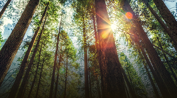 SFI ANNUAL REPORTING