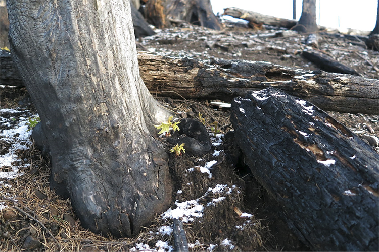 Out_of_ashes_pic_7_web